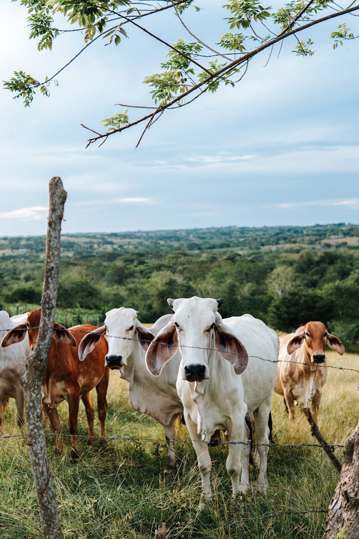A group of cows standing behind a fence in a lush, rural pasture under a clear sky.