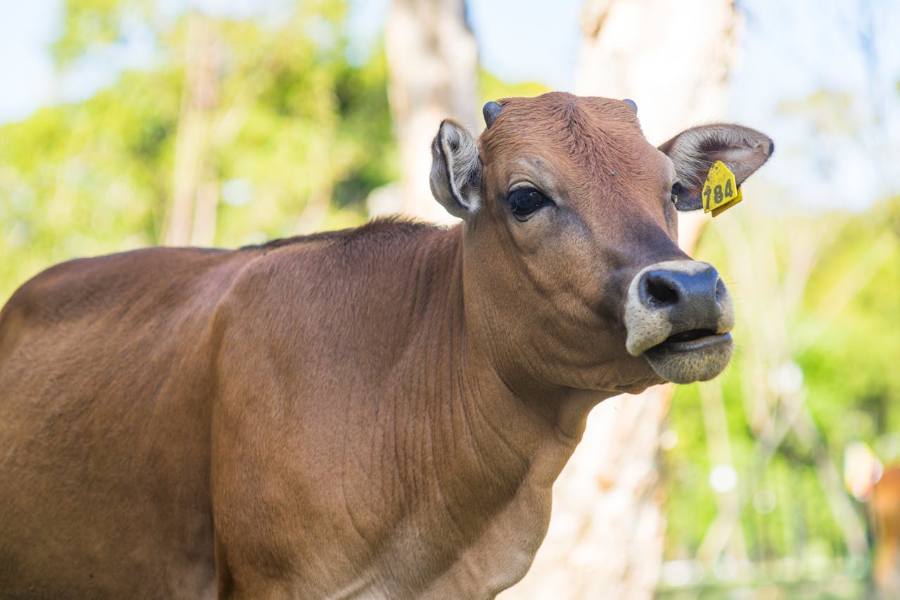 Inicio A brown cow with an ear tag stands in a sunlit pasture, showcasing its calm expression.