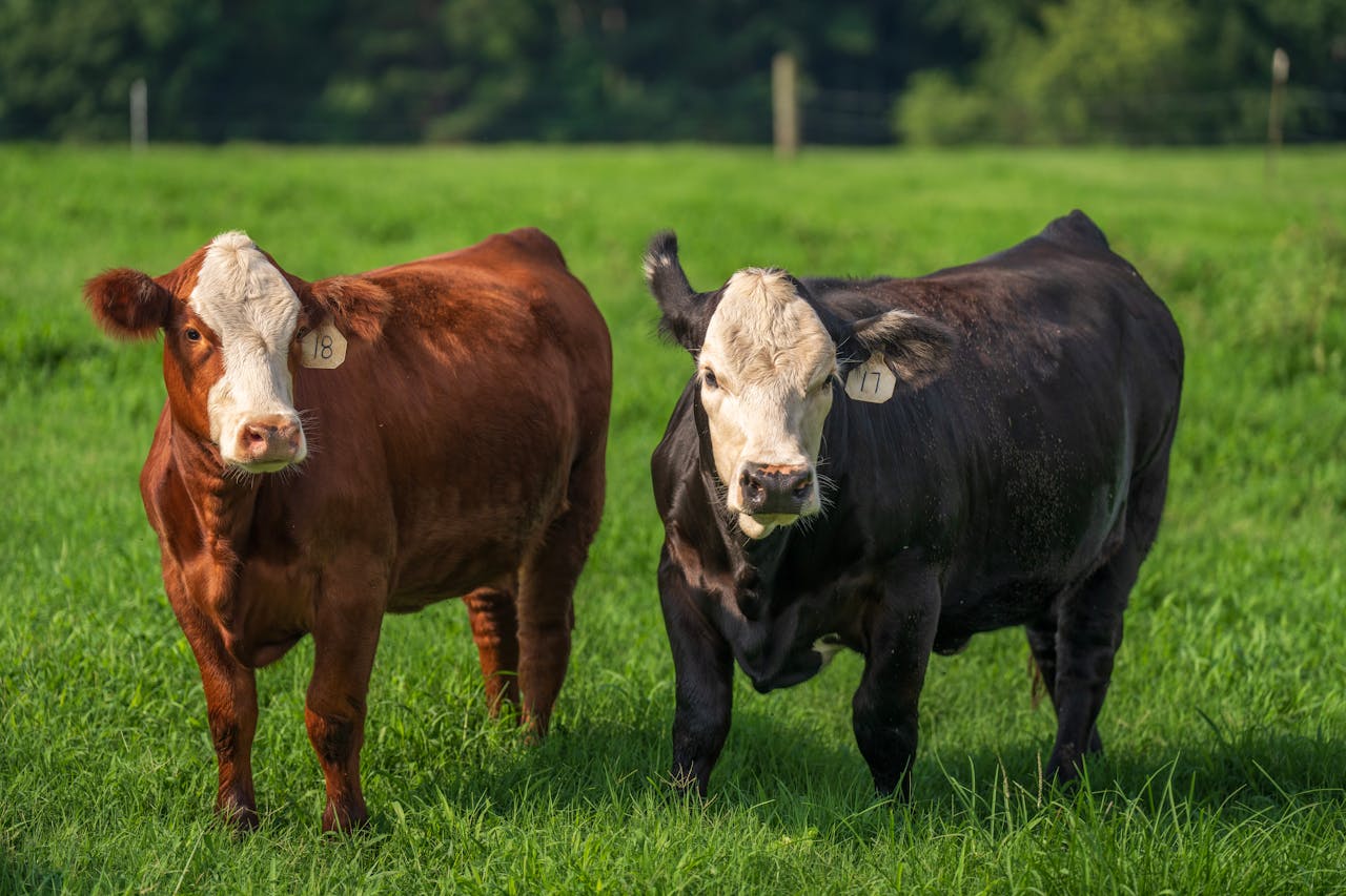 Two cows standing on vibrant grassland, showcasing rural farming life and animal husbandry.