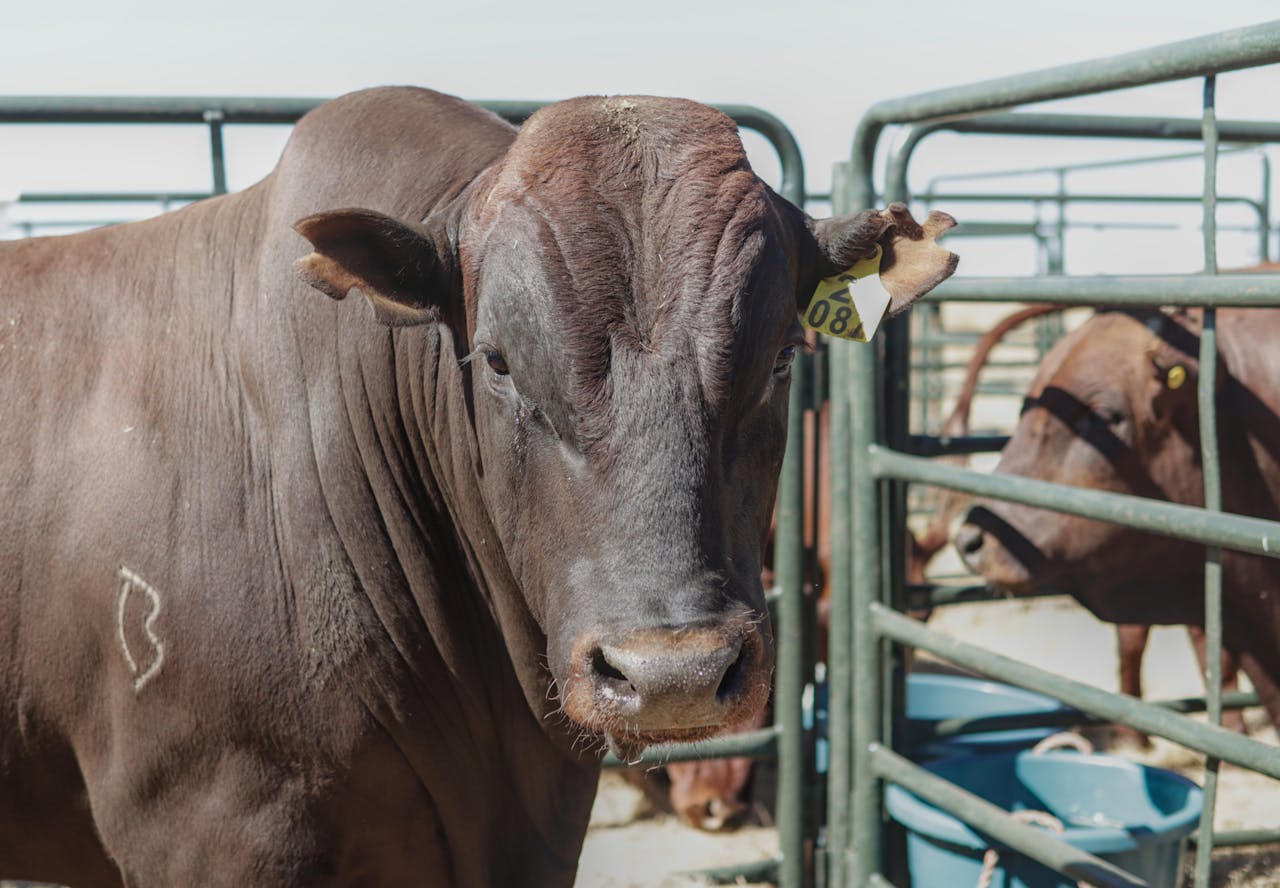 Inicio A brown cow with an ear tag in an outdoor pen on a sunny day. Ideal for agricultural themes.