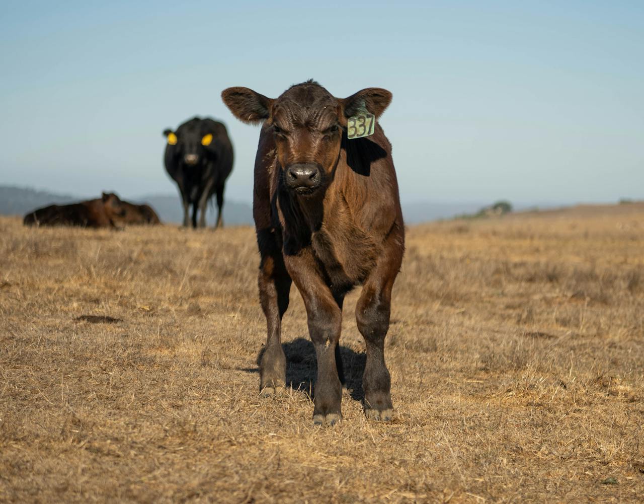 Inicio A brown calf with an ear tag stands on a dry field, accompanied by other cattle under a clear sky.