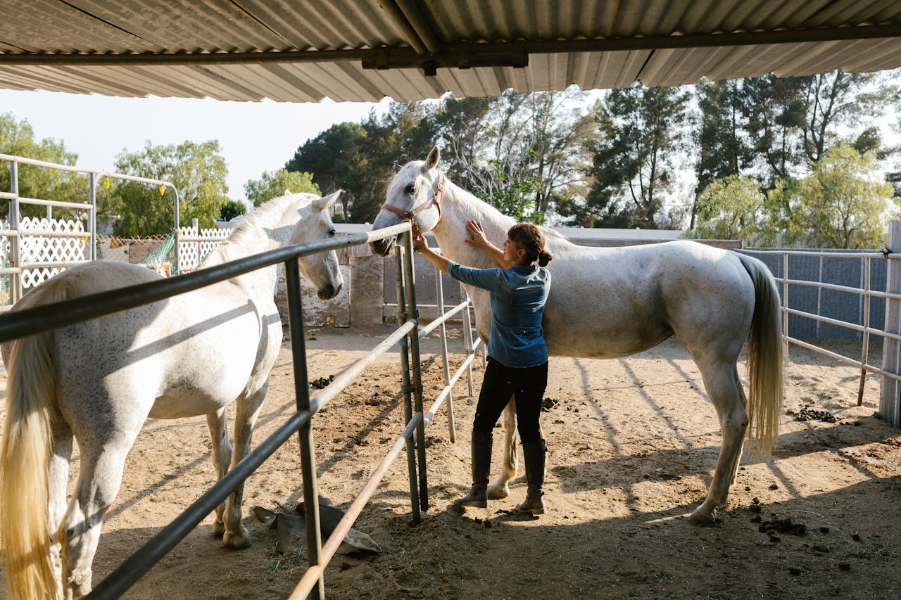 A woman tends to two white horses in an outdoor ranch stable on a sunny day.