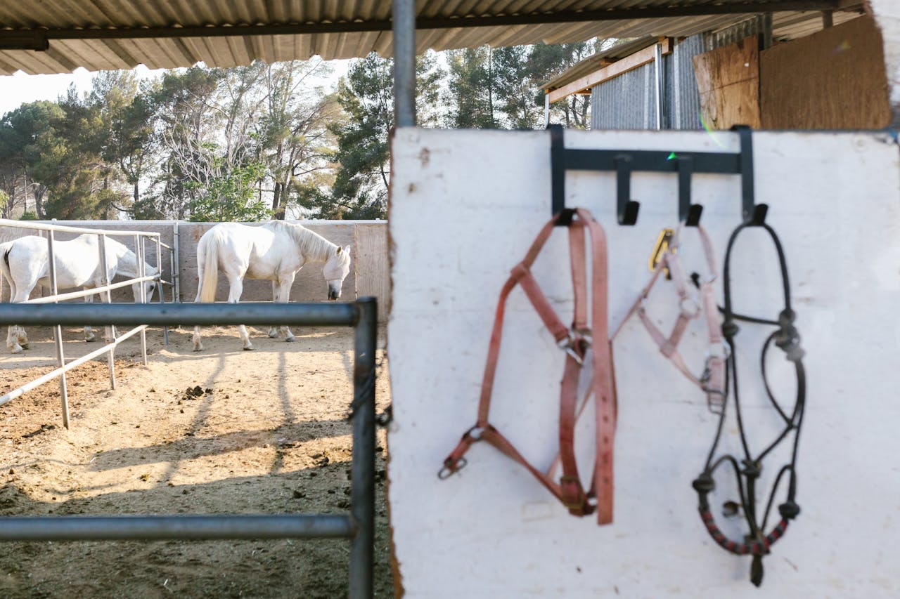 Inicio White horses in a sunny farm enclosure with harnesses hanging nearby, evoking rural life.